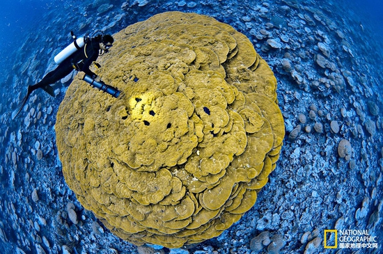 金曼礁國家紀念區(qū)，太平洋攝影：Brian Skerry，國家地理創(chuàng)意版