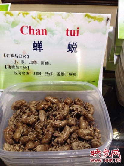 你可能沒想到，這個知了幼蟲退下的皮還是一味藥，對嗎？