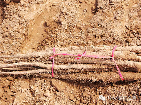 工人們挖好的山藥，整齊地躺在田地上