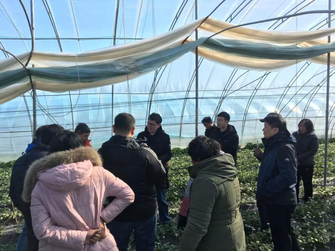 鄭州果樹所草莓專家服務團到草莓棚里指導莓農(nóng)