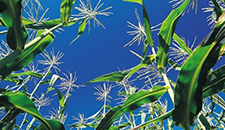 玉米割苗能增產(chǎn)20%～30%？不靠譜！