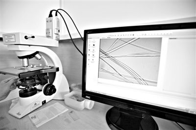 顯微鏡下，蠶絲呈現(xiàn)出表面有光澤，形狀不規(guī)則，粗細不均。