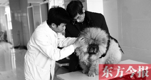 在一家大型寵物醫(yī)院里，生病的狗狗正在接受治療