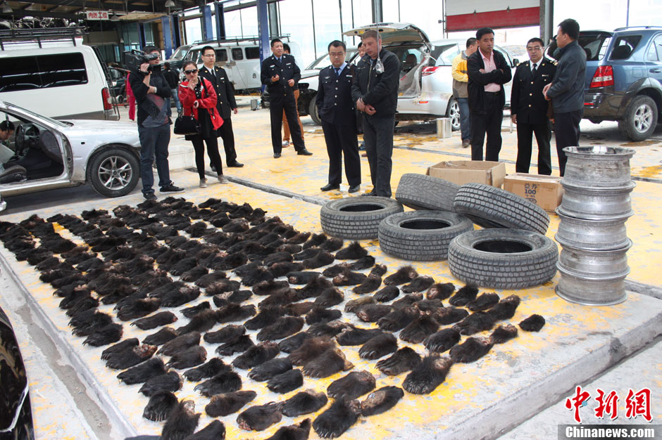 滿洲里海關破獲全國最大熊掌走私案