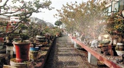 劉光嘉出示博物館內(nèi)部圖片中，擺放著各種盆景。