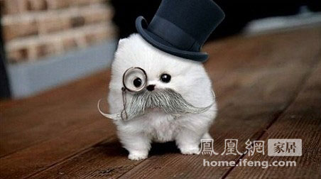 四大地板讓你輕松在家養(yǎng)寵物