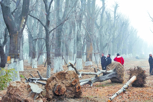 老樹之殤，令人扼腕。