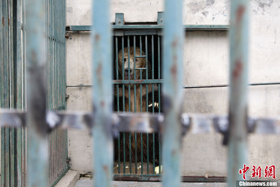 6月19日，河南鄭州，新密市動(dòng)物園咬死飼養(yǎng)員的肇事棕熊被暫押在鄭州動(dòng)物園內(nèi)，該熊“臥室”周圍被三重鋼