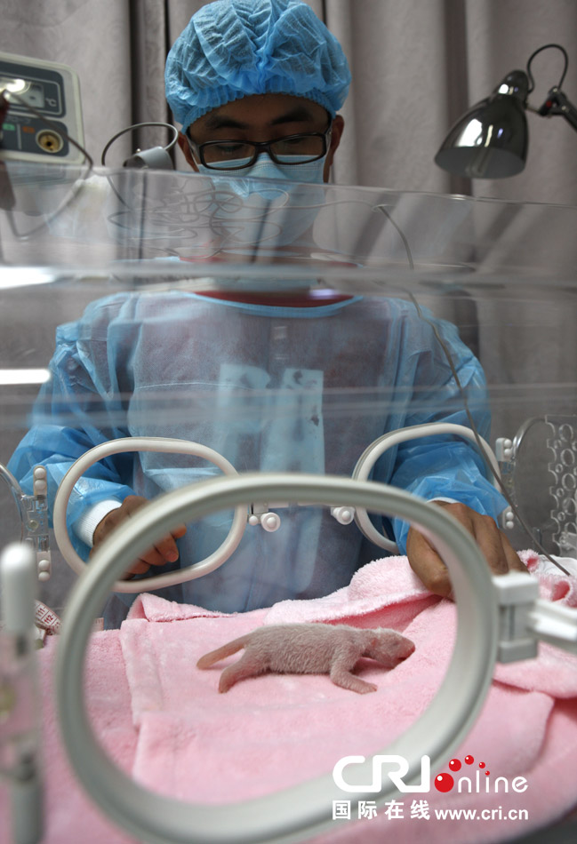 2013年7月11日，成都大熊貓繁育研究基地月亮產(chǎn)房，工作人員在照顧新生大熊貓寶寶。