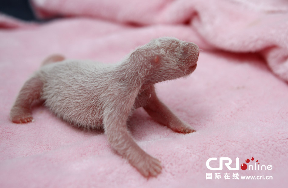 2013年7月11日，成都大熊貓繁育研究基地月亮產(chǎn)房，新生大熊貓寶寶在育嬰箱里憨態(tài)可掬。