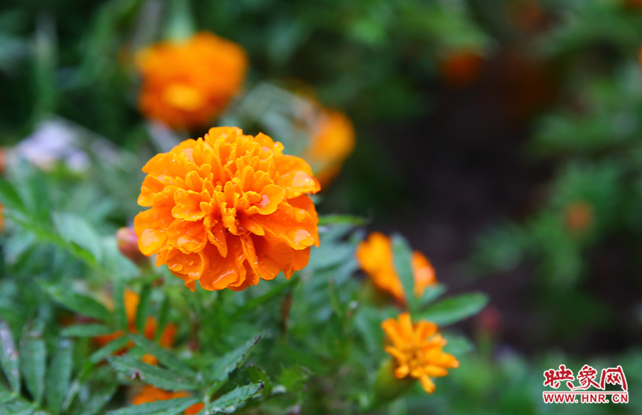 一場(chǎng)秋雨洗去花朵上多日來(lái)的塵埃，嬌艷欲滴。