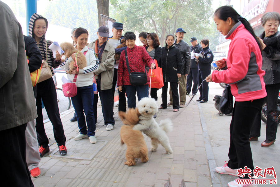 在辦狗證現(xiàn)場(chǎng)，兩只狗狗歡樂(lè)地在一起玩耍