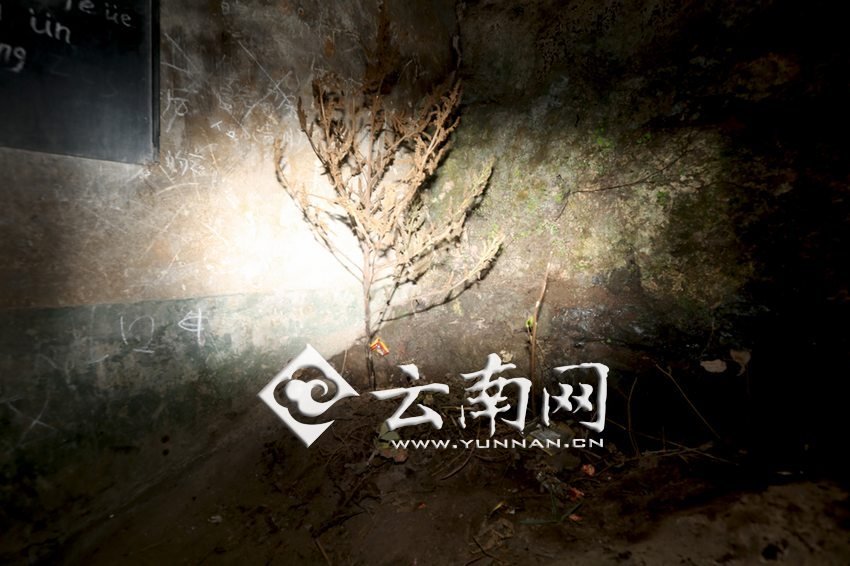 　教室里沒有燈，光線太暗，村民便種下了野蘇麻，希望教室有綠色，讓孩子們看到“希望”。 徐弘毅 攝