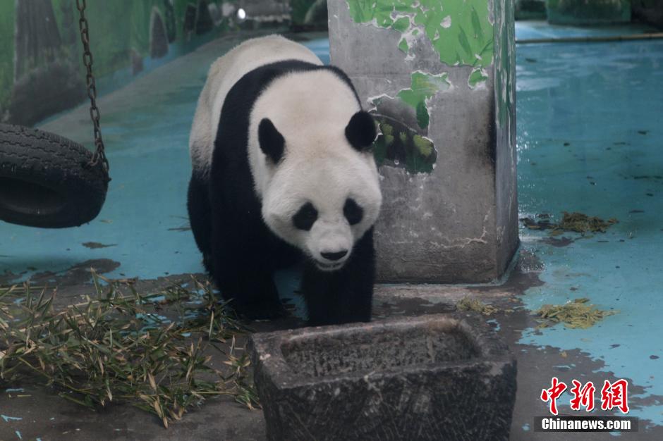 3月17日，河南鄭州動(dòng)物園內(nèi)的大熊貓“龍昇”。