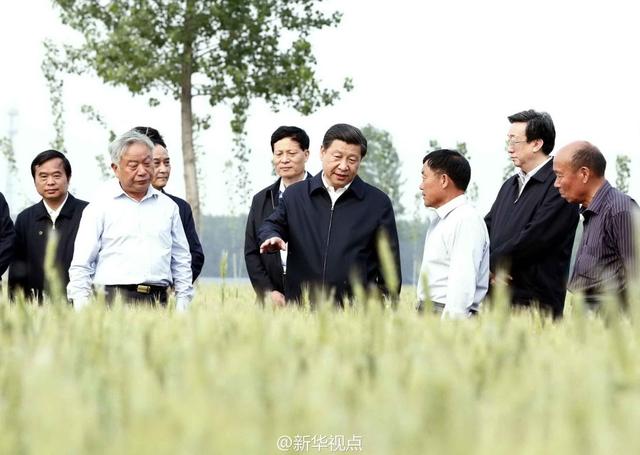 習近平走進糧田,看麥穗灌漿,問農田建設。