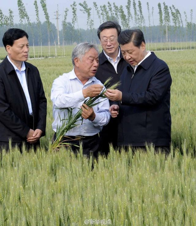 習近平走進糧田,看麥穗灌漿,問農田建設。