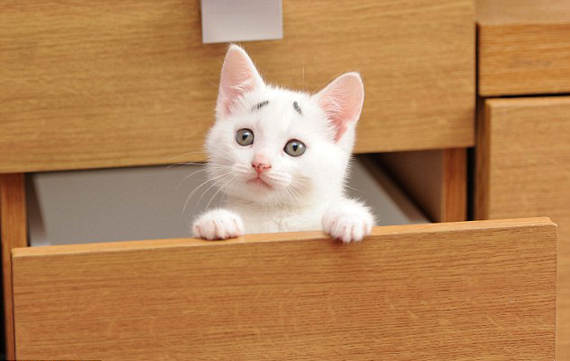 英國(guó)“焦慮貓”長(zhǎng)“八字眉” 爆紅網(wǎng)絡(luò)