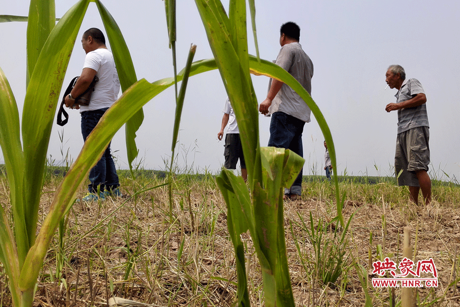 耙過的玉米地殘留的玉米。