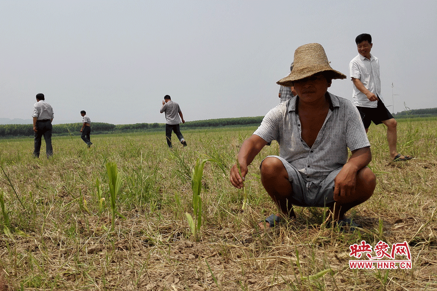 村民手捧殘留的玉米，欲哭無淚。