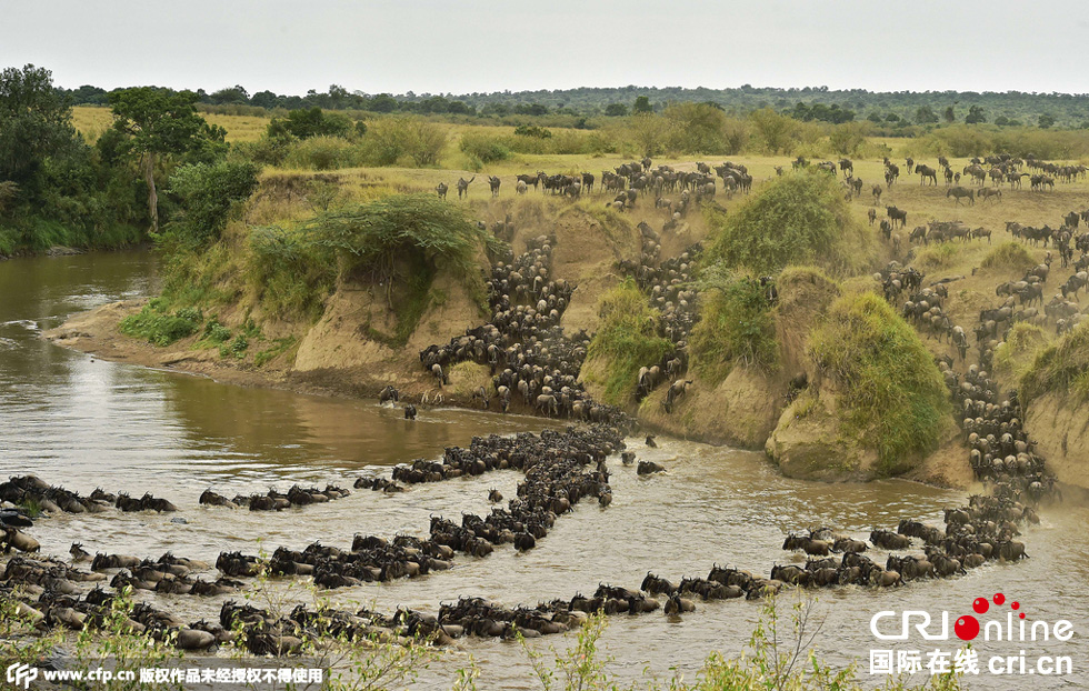 當(dāng)?shù)貢r間2015年9月4日，肯尼亞馬賽馬拉，角馬大遷徙。