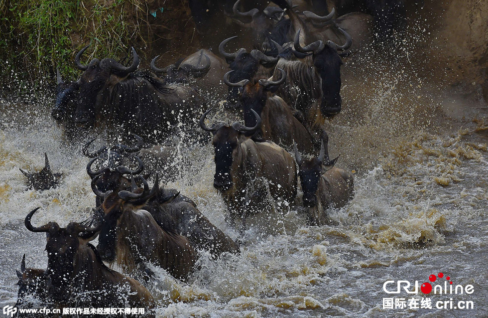 當(dāng)?shù)貢r間2015年9月4日，肯尼亞馬賽馬拉，角馬大遷徙。
