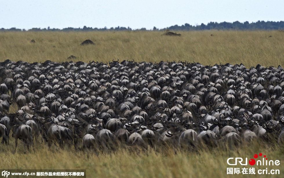 當(dāng)?shù)貢r間2015年9月4日，肯尼亞馬賽馬拉，角馬大遷徙。