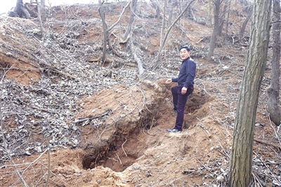 巨型葛根被刨出現(xiàn)場(chǎng)