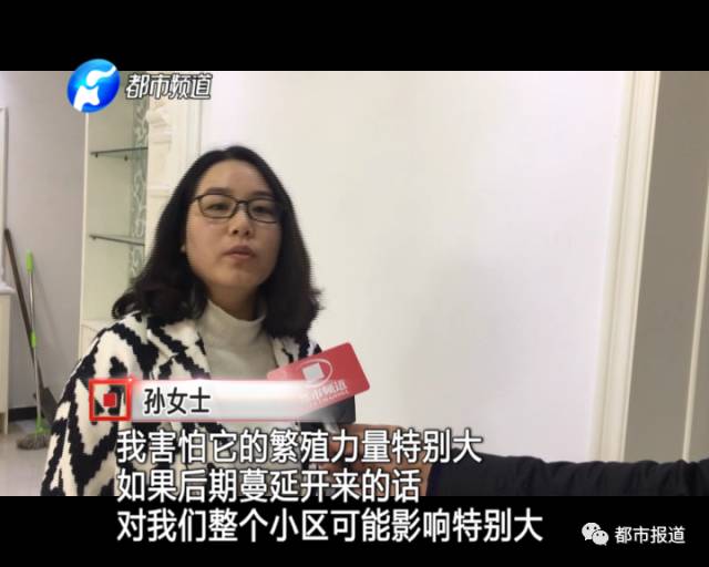 蟻族大軍入侵！十幾萬裝修的新家被“吃掉”