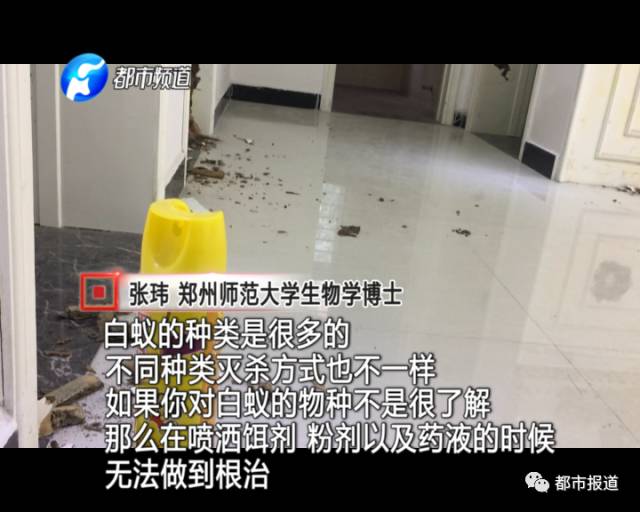 蟻族大軍入侵！十幾萬裝修的新家被“吃掉”