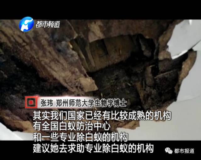 蟻族大軍入侵！十幾萬裝修的新家被“吃掉”