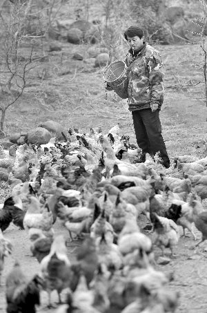 林志坤辭職后在溧水一座山頭開了一片地，每天種菜、喂雞 現(xiàn)代快報(bào)記者 施向輝 攝