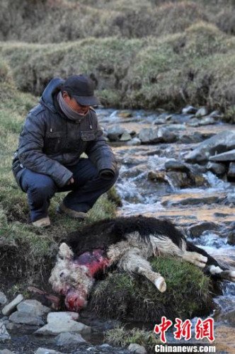 　今年，他家已經(jīng)有3只羊被狼咬死。確·胡熱攝