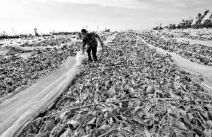 12日，工人在海南省樂東縣佛羅鎮(zhèn)清理被臺風(fēng)刮爛的哈密瓜薄膜架子。 新華社發(fā)