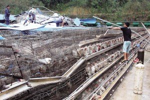 11月13日，位于三亞市吉陽鎮(zhèn)的三亞市菜籃子蛋雞基地，工人們正在搶修雞舍設施。