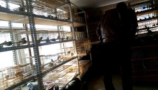 哈爾濱市雙城區(qū)集市上，一家沒有招牌的平房里擺滿了各種野鳥等待出售。