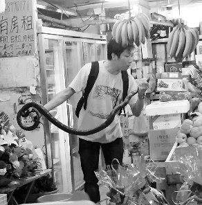 捕蛇專家張亮抓住眼鏡王蛇。信息時報記者 康健 翻拍