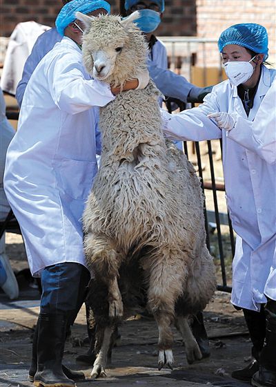 好強壯！我真的不是虛胖，兩三個人別想控制我。
