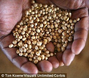 超強(qiáng)厄爾尼諾將引發(fā)全球極端天氣，中國北方或極端高溫-