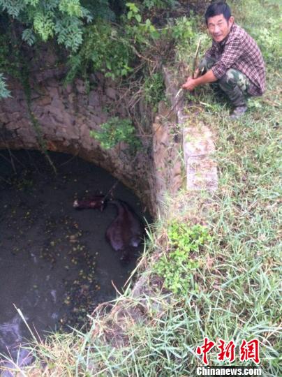 圖為大水牛掉進(jìn)13米深坑，民警消防灌水施救。