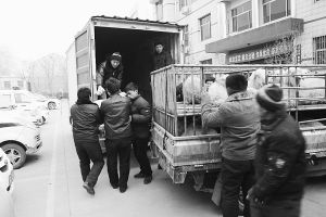 　　■返還追回的被搶綿羊。 本報(bào)記者董世杰攝