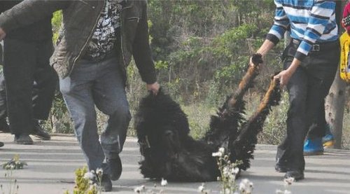 雙流鳳凰村兩只巨型藏獒襲擊村民，民警用手槍將其當(dāng)場擊斃