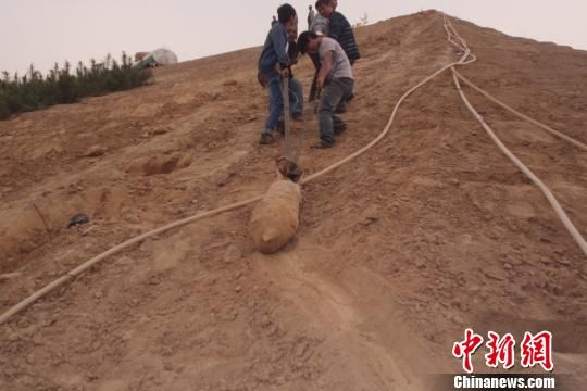 　4月27日上午，當?shù)卮迕裨诠系販洗逡痪G化處挖出一枚長1米，重200斤的炸彈，5月10日，這枚炸彈已