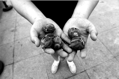 “大煙殼”輕易就可以買到。下圖：女攤主拿出藏在紅色兜子里的“大煙殼”，向記者兜售。京華時報實習記者趙思衡攝