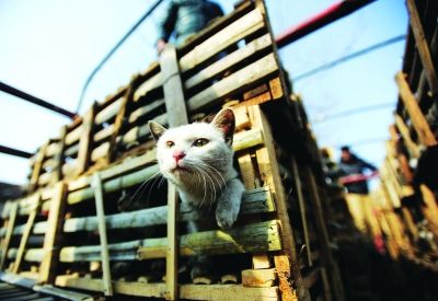 貨車(chē)上被販運(yùn)的貓。 記者陳亮 攝