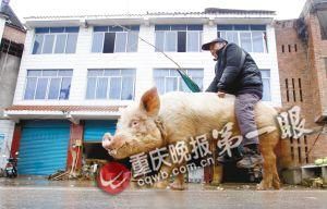 蔣大爺騎著他的種豬出門(mén)，回頭率很高。