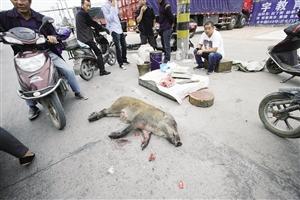 男子當街擺好刀和案板叫賣野豬 稱30多人圍捕 男子當街擺好刀和案板叫賣野豬 稱30多人圍捕