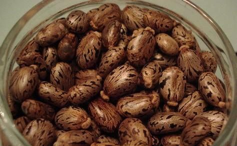 蓖麻子中含蓖麻毒蛋白及蓖麻堿，特別是前者，會(huì)引起中毒。網(wǎng)絡(luò)截圖