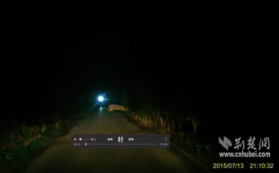武漢情侶夜游公園偶遇野豬 行車(chē)記錄儀記下野豬身影