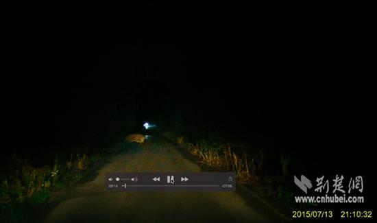 武漢情侶夜游公園偶遇野豬 行車(chē)記錄儀記下野豬身影