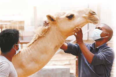 5月12日，印度工人在沙特利雅得外的一家農(nóng)場(chǎng)與駱駝接觸時(shí)戴著口罩